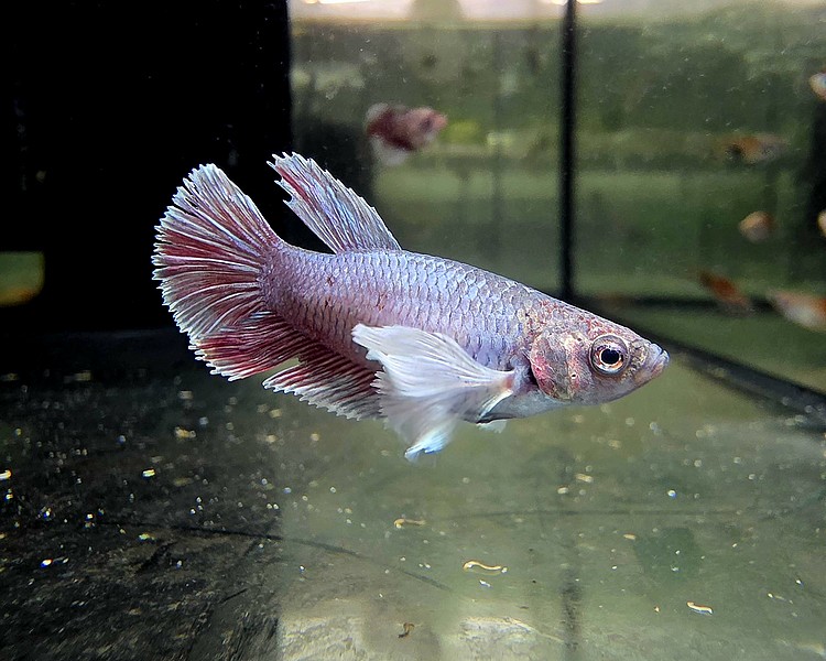 Female Betta Dumbo Ear Fighter ~ 3cm
